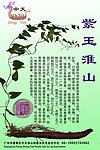 紫玉淮山