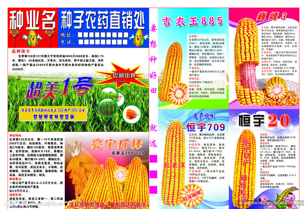玉米种子宣传单