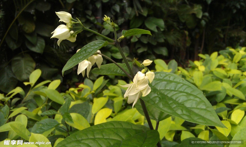 龙吐珠
