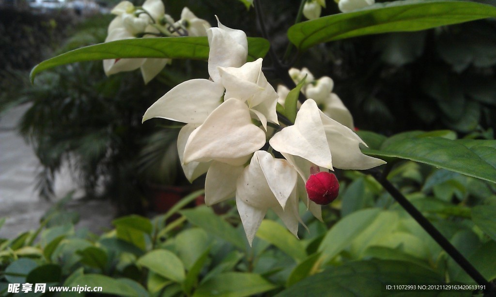 龙吐珠
