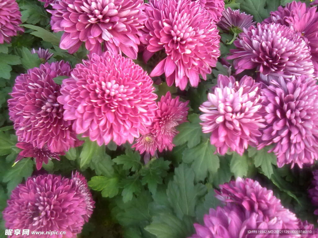 菊花