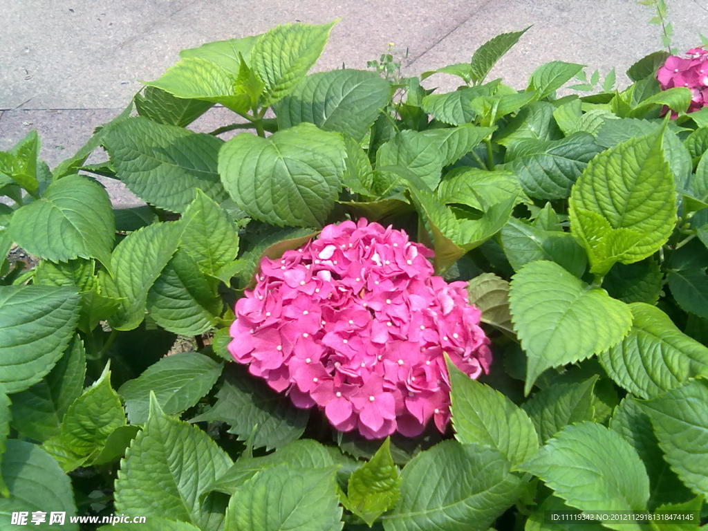绣球花