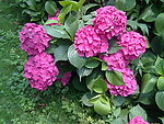 绣球花