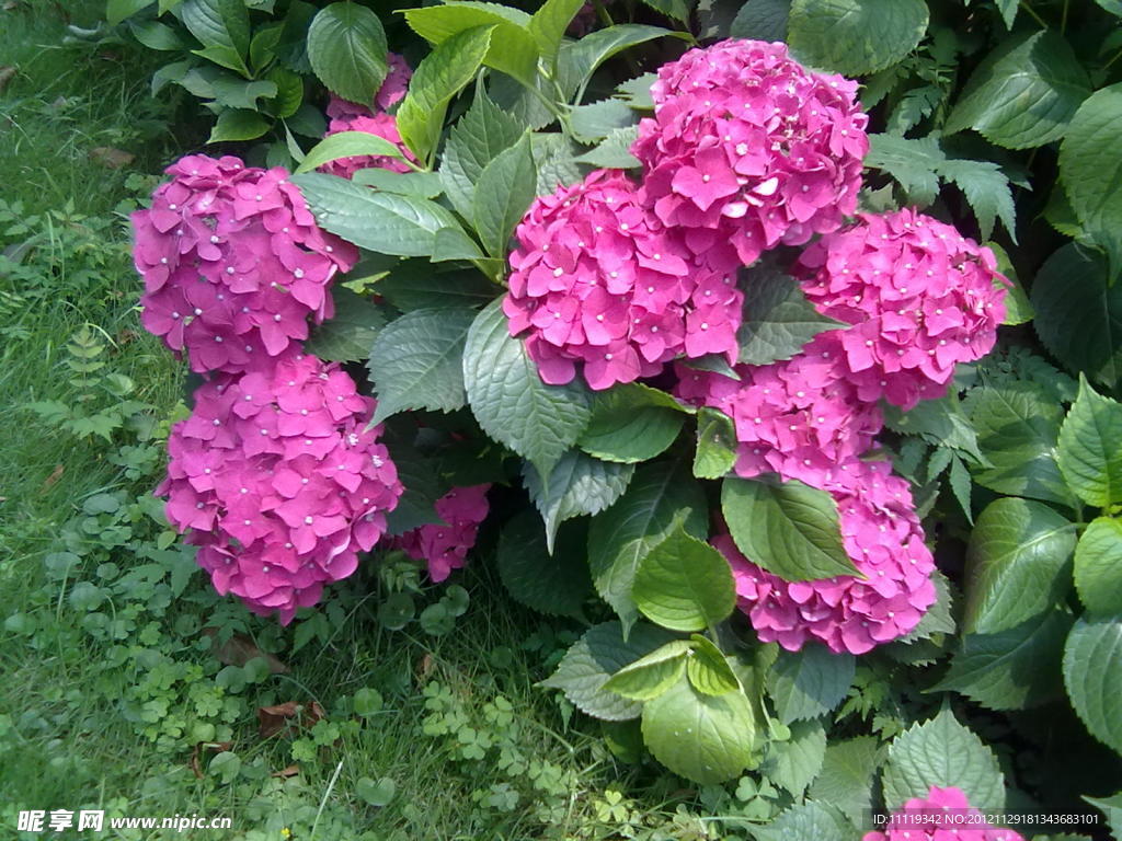 绣球花