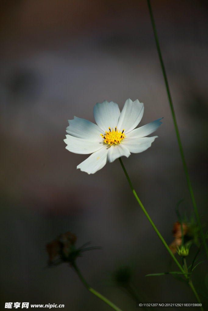 波斯菊