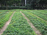 田园风光