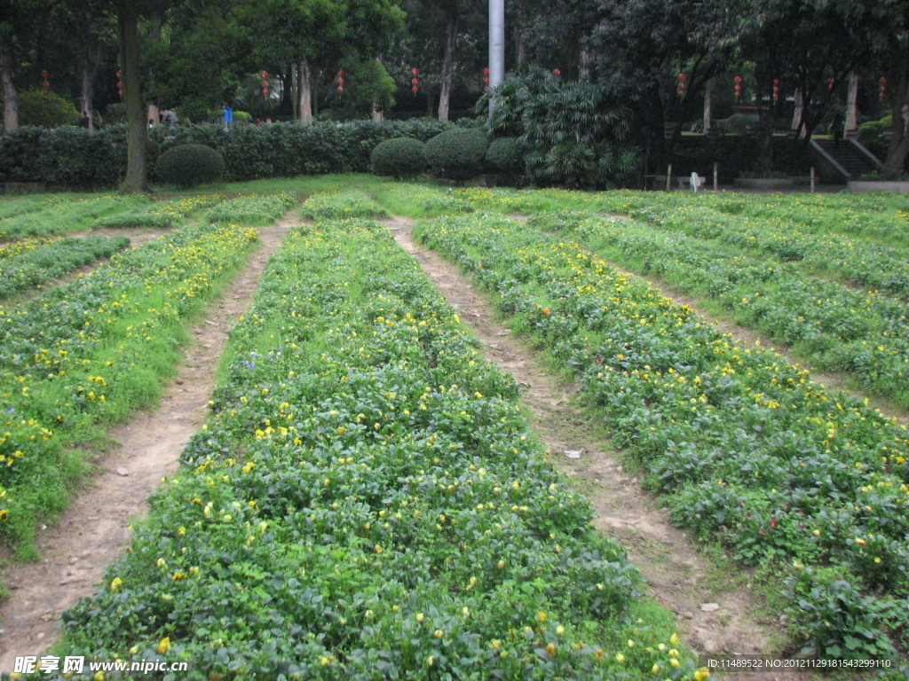 田园风光