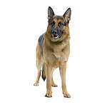 警犬
