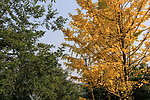 银杏树
