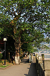 河堤麻柳树