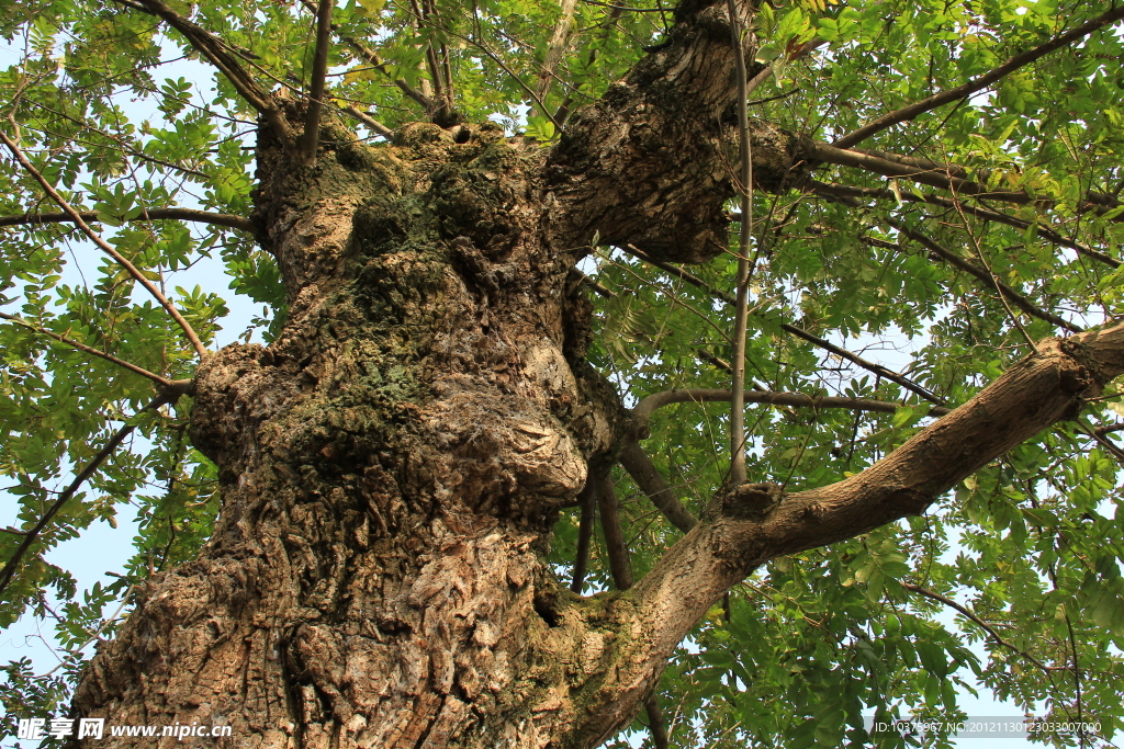 百年老麻柳树