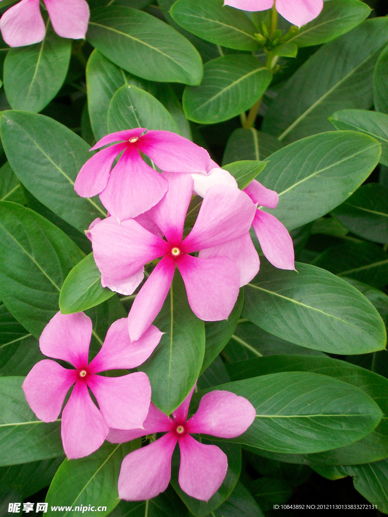 长春花