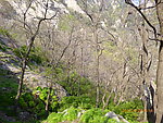 泰山