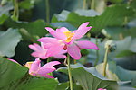 出水芙蓉