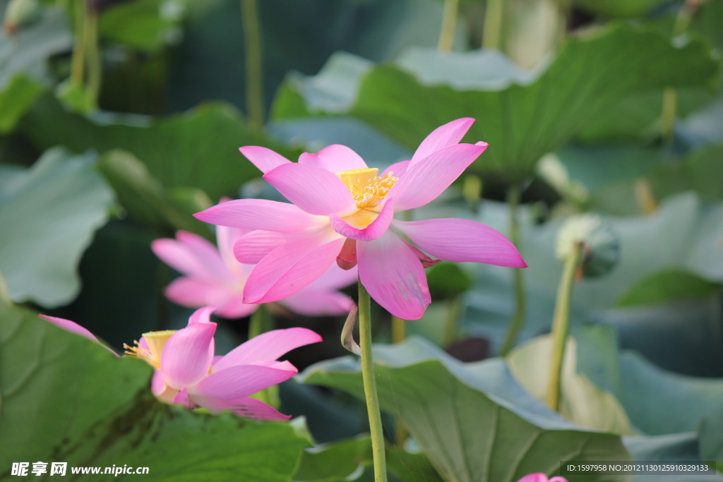 出水芙蓉