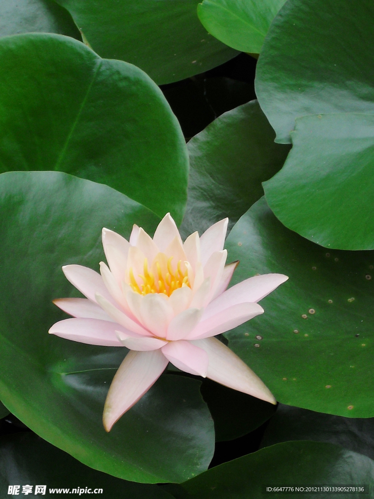 莲花