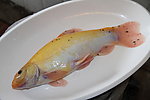 野生丁贵鱼