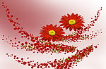 红菊花