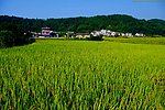 山水风景 田园风光