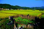 山水风景 田园风光
