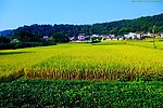 山水风景 田园风光