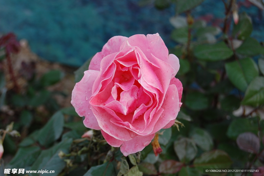 月季花