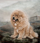 藏犬