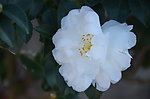 山茶