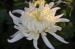 菊花草