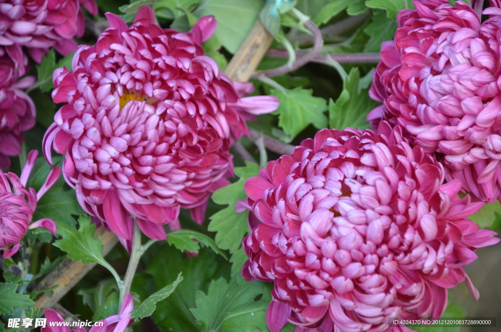 菊花