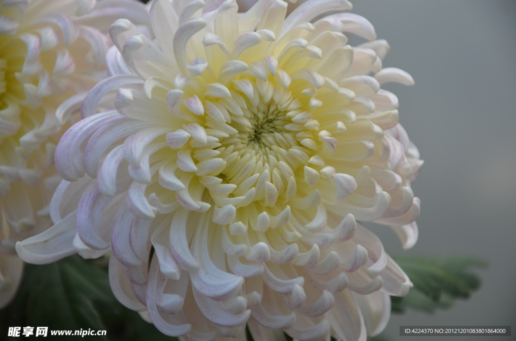 菊花
