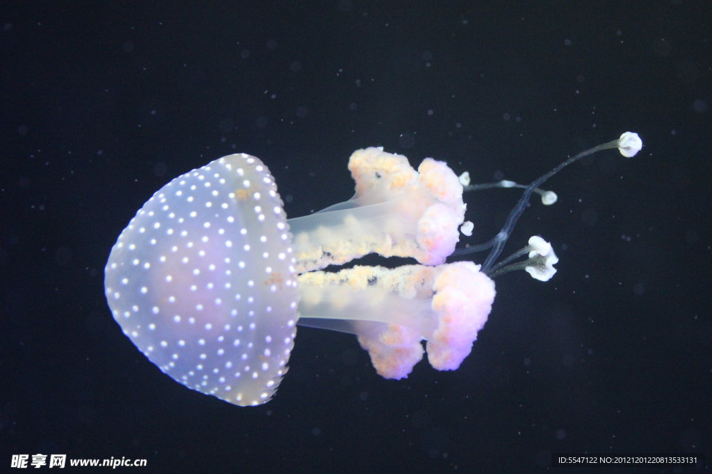 海洋生物