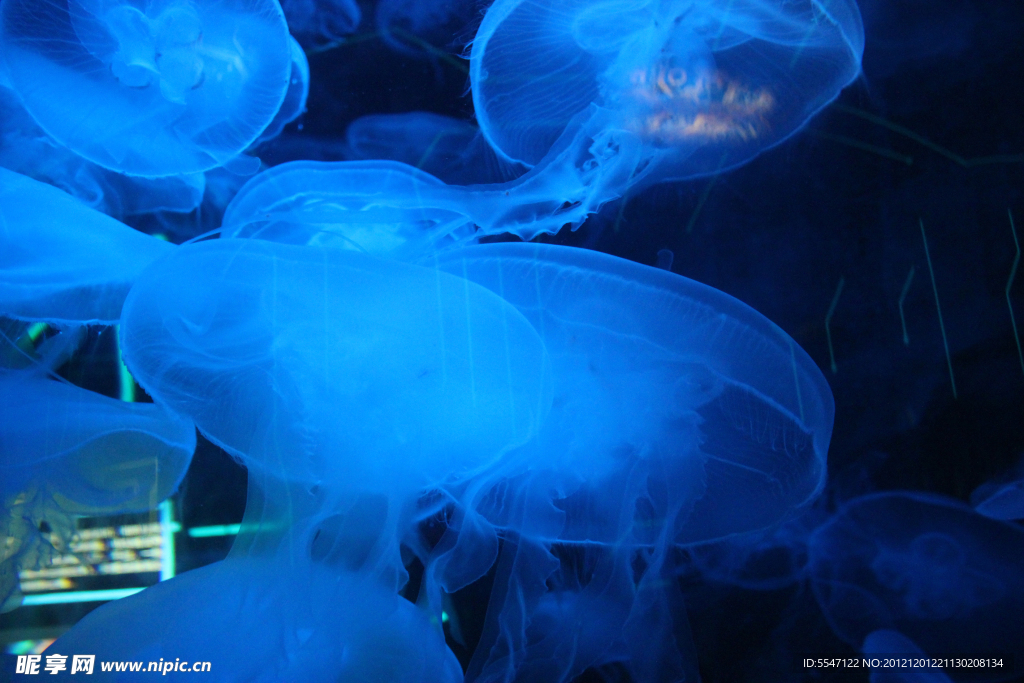海洋生物