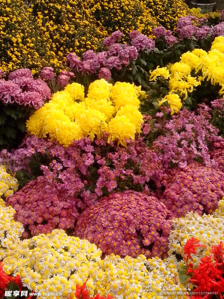 菊花