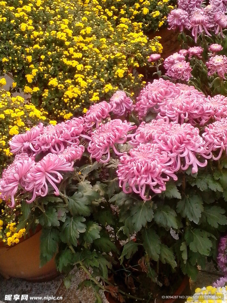 菊花