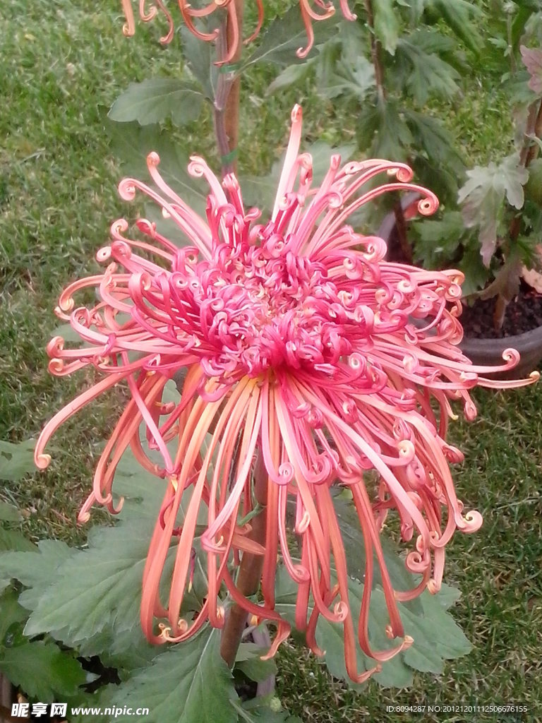菊花