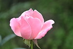 月季花