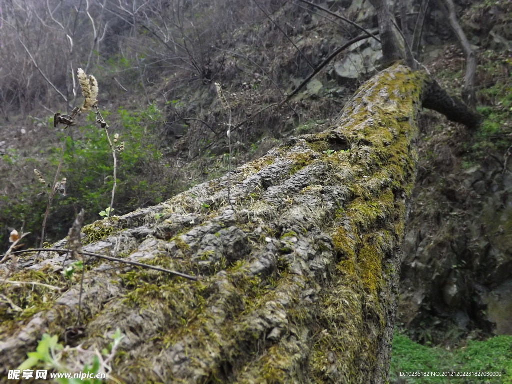 山中老树(非高清)