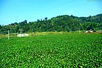 乡村风景 纯绿色