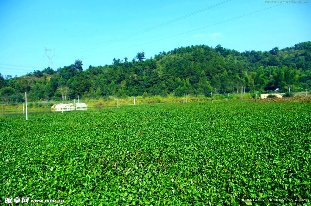 乡村风景 纯绿色