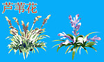 芦苇花