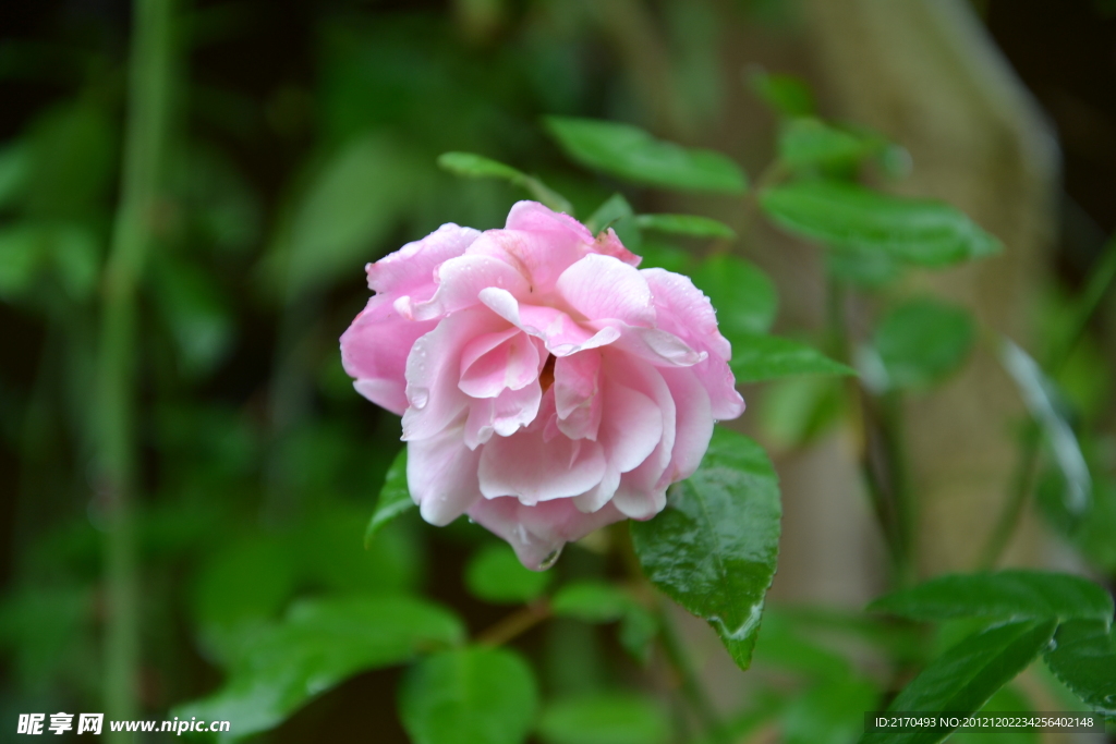 玫瑰花