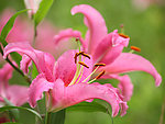 玫红色百合花