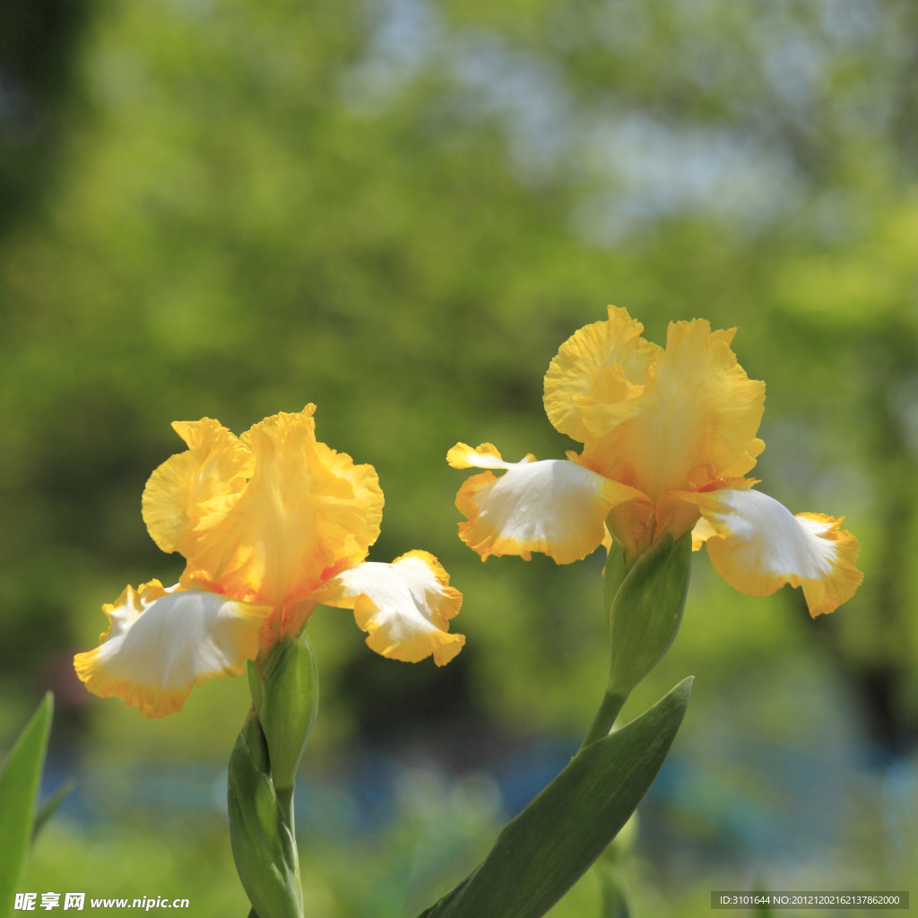 黄色鸢尾花