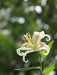 百合花