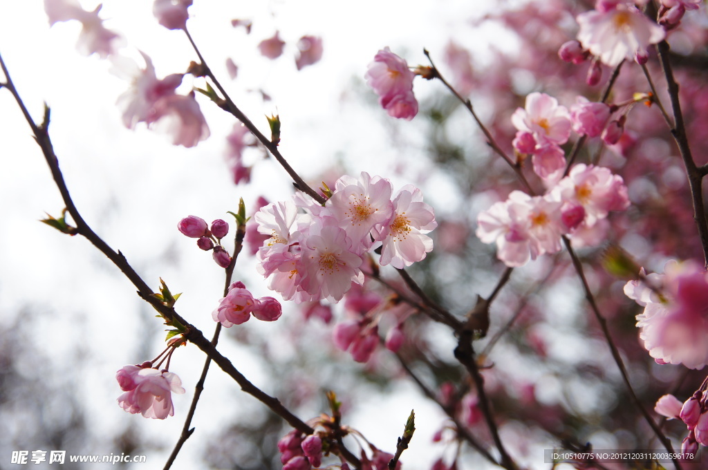 桃花