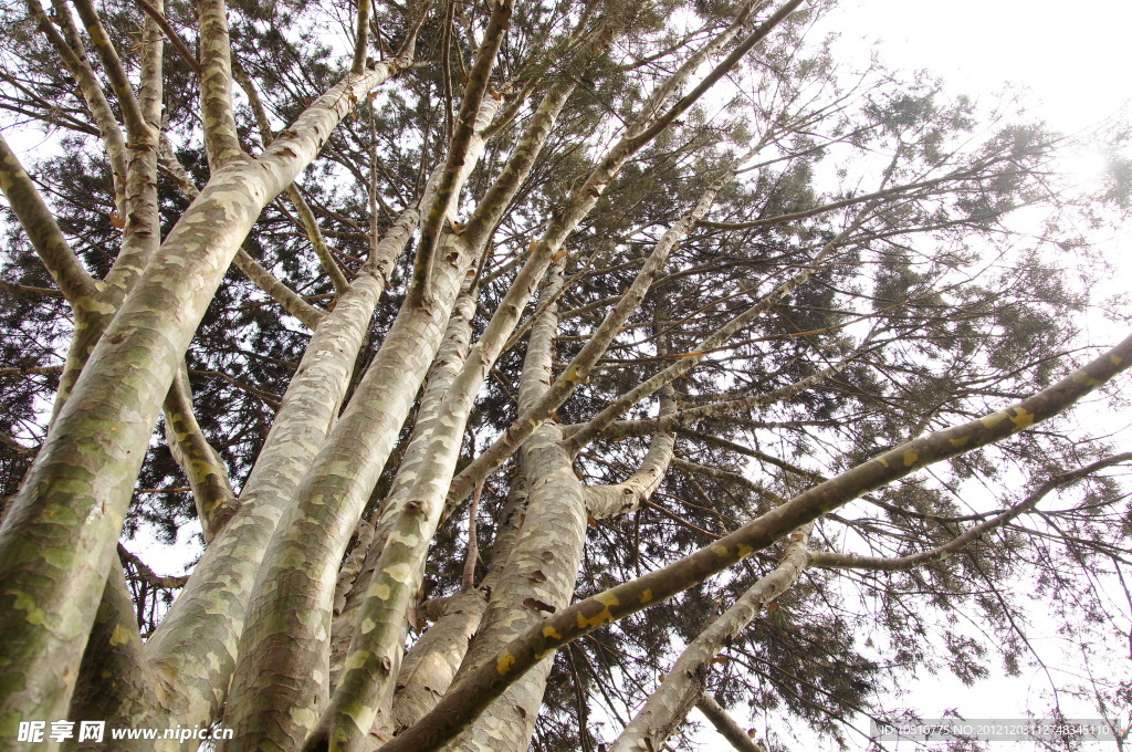 桦树