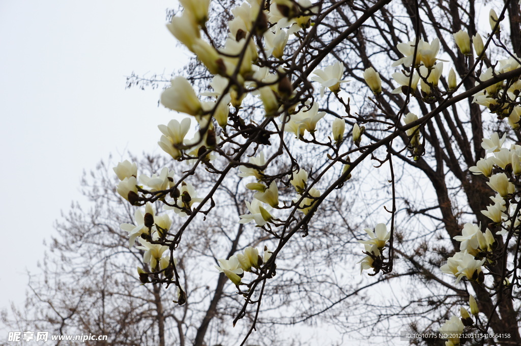 玉兰花