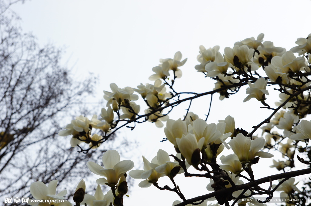 玉兰花
