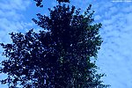 绿树映蓝天